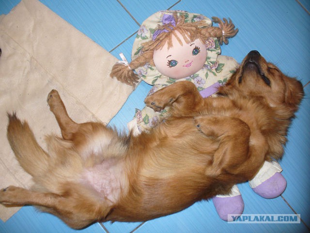 Спящие собаки