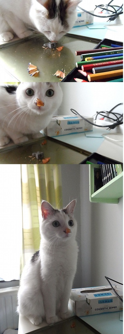 Коты, которые всегда рады помочь своему хозяину