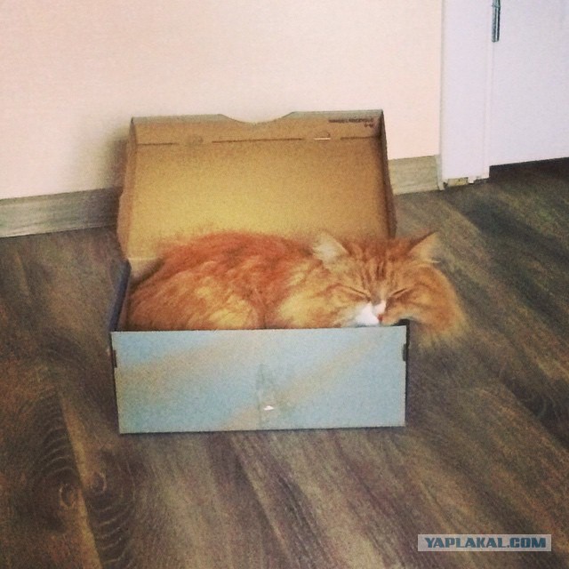 Котовторник 23.09.2014.