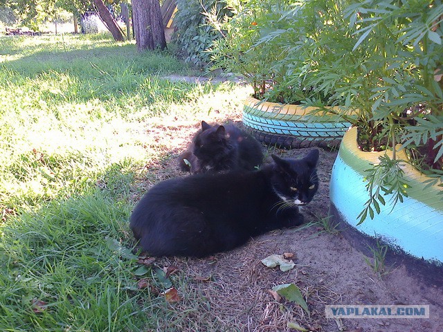 Котовторник 28.10.2014