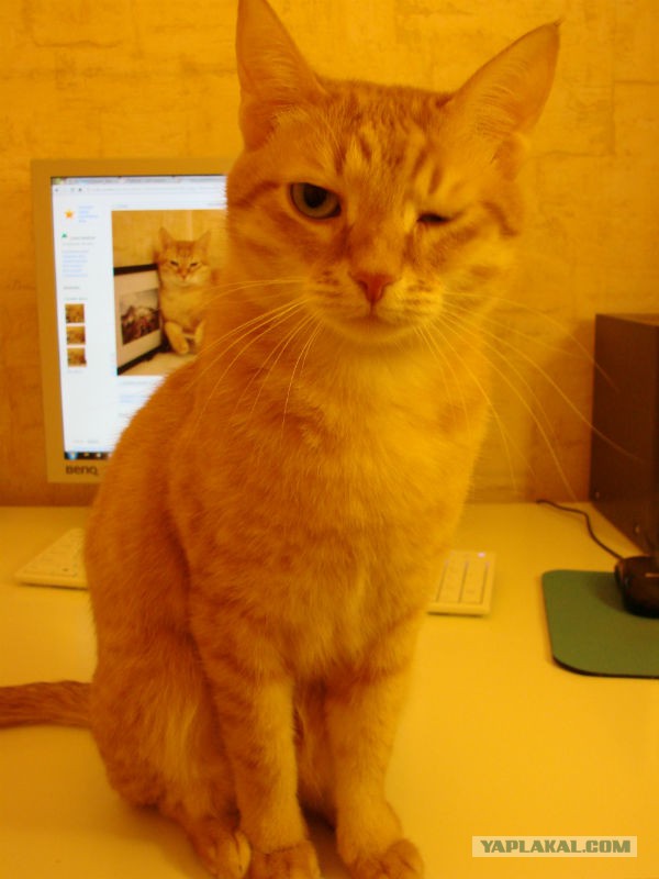 Котовторник
