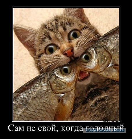 Известные котомемы.