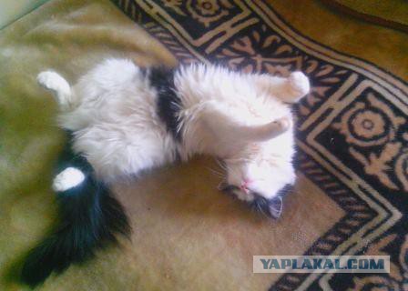 Как спят кошки....