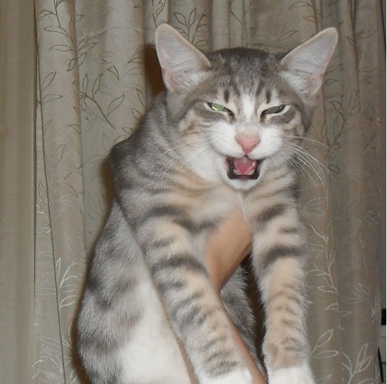 Котовторник 15-09-2015 !