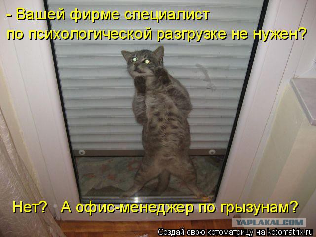 Прикольные коты