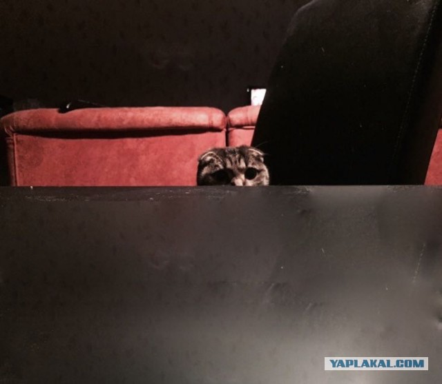 Захожу с утра в ванную...
