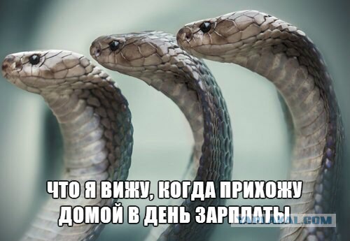 Разные картинки из сети