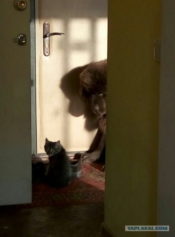 Котовторник 22.12.2015