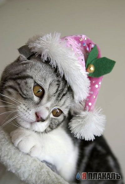 Коты, кошки, котята