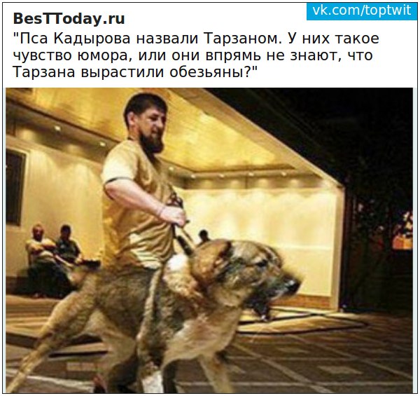 «Если бы не демократия»: моськи и овчарки Кадырова
