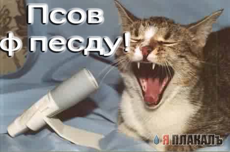 Кошки и Собаки - большая подборка