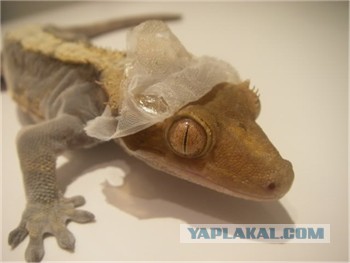 Ваши версии?