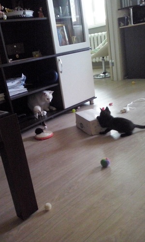Котовторник 26.07 2016
