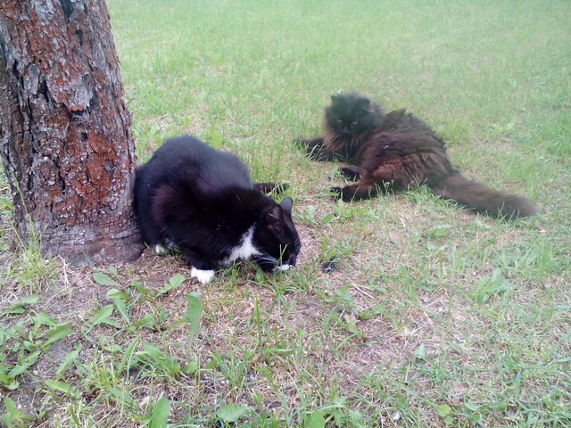 Котовторник 09.08.2016
