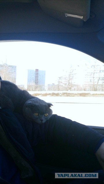 Котовторник 07.03.2017