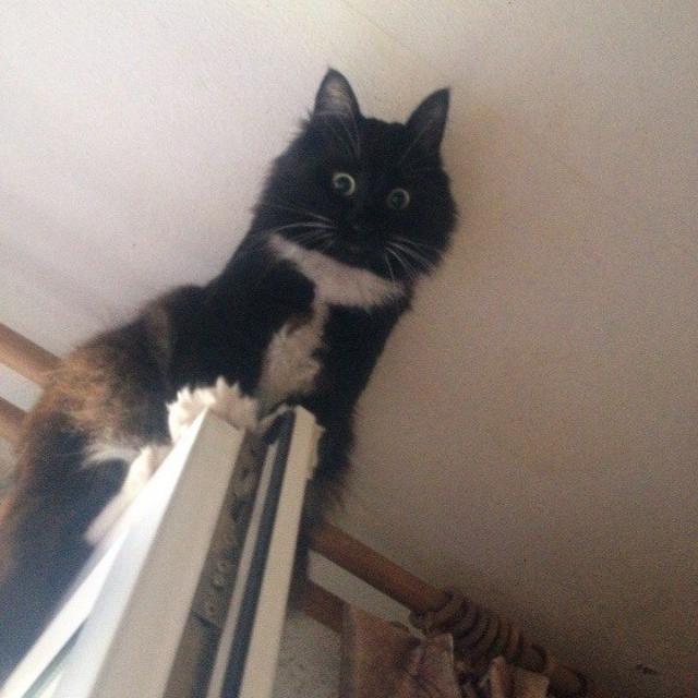 Котовторник 14.03.2017