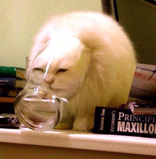 Коты и Кошки