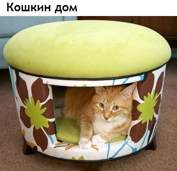 Коты и Кошки