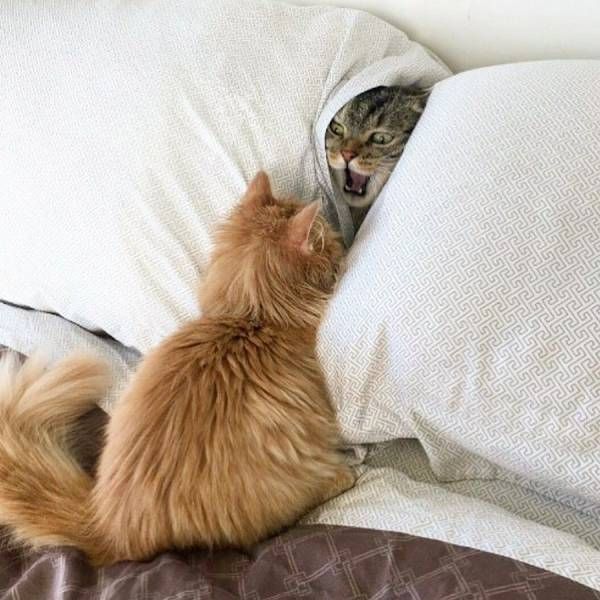 Коты и Кошки
