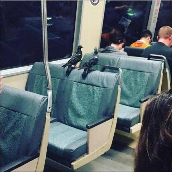 Живность из сети