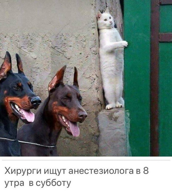 Ударим медицинской деградацией по урологии и ветеринарии!