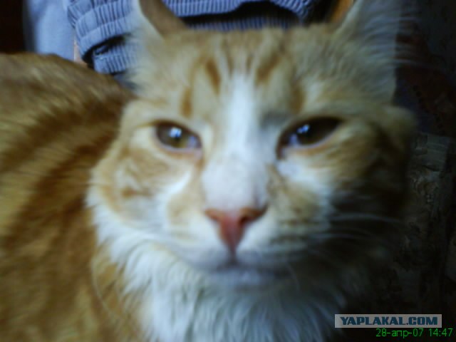 Первый котовторник июля