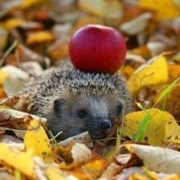 Почему ваши женщины от вас уходят?