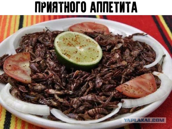 Слегка аморальный и лютый юмор. Только для ценителей