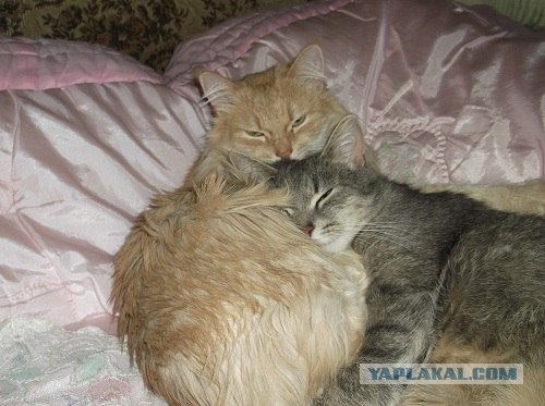 Котовторник (начало в супермаркете!)