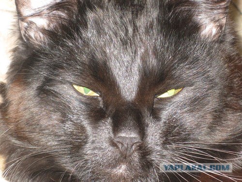 Котовторник (07.02.2012)