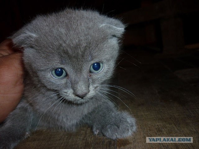 Котовторник 29.05.2012