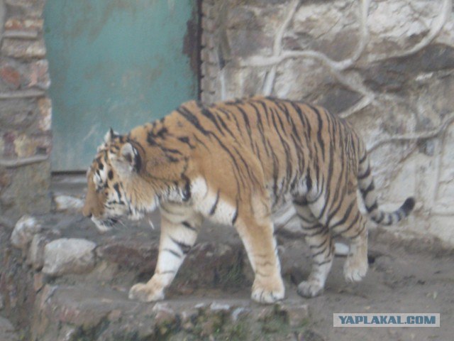 Котовторник 31.07.2012 г.