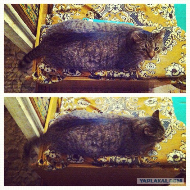Котовторник  14.08.2012.