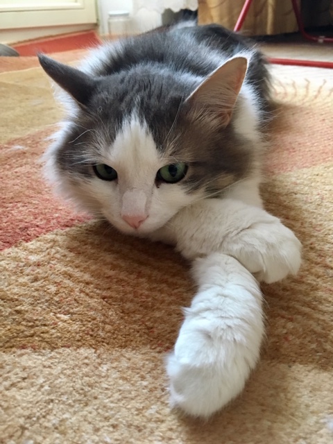 С Днём кошки!