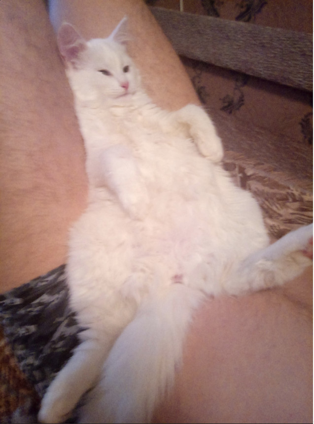 Забавные фото котеек