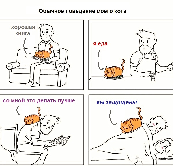 Картинки с котами и про котов