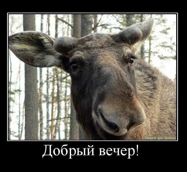 Почему человек до сих пор не одомашнил лося?
