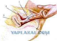 Навигатор с сиськами