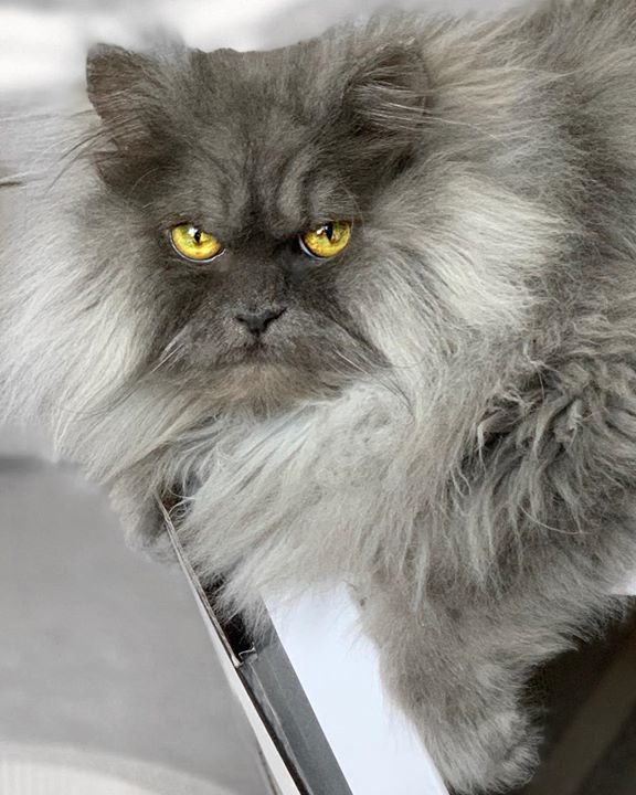 Котики