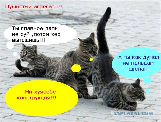 Подпиши фото!