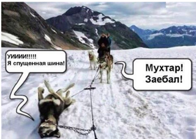 Когда у тебя хаски