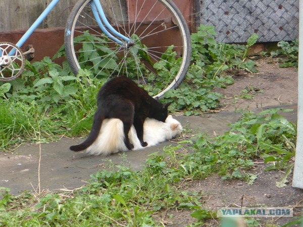 Подъездные коты