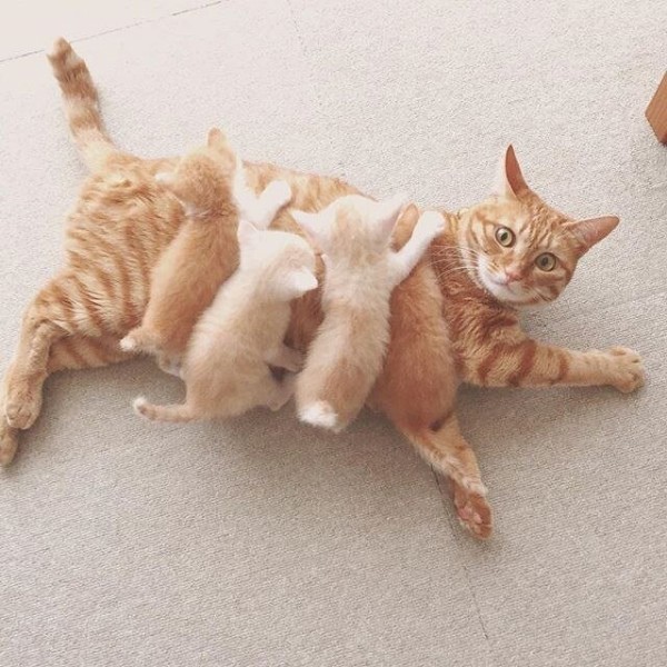 Калейдоскоп картинок