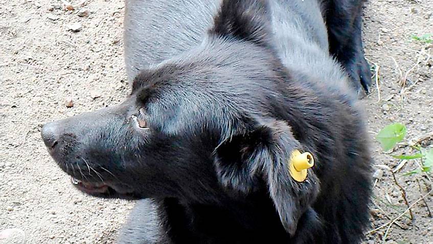 Чипированная собака. Как выглядит клеймо у собаки. Метка собаки. Бездомные собаки с бирками в ушах. Ошейник с gps трекером.