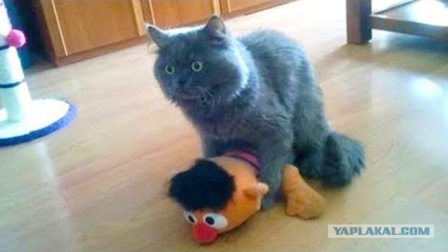 Пышшшная красота