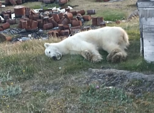 Белый медведь пришел за помощью к людям в Красноярском крае