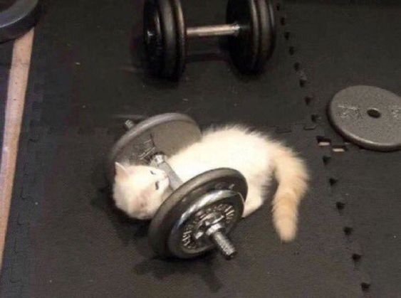 Котаро