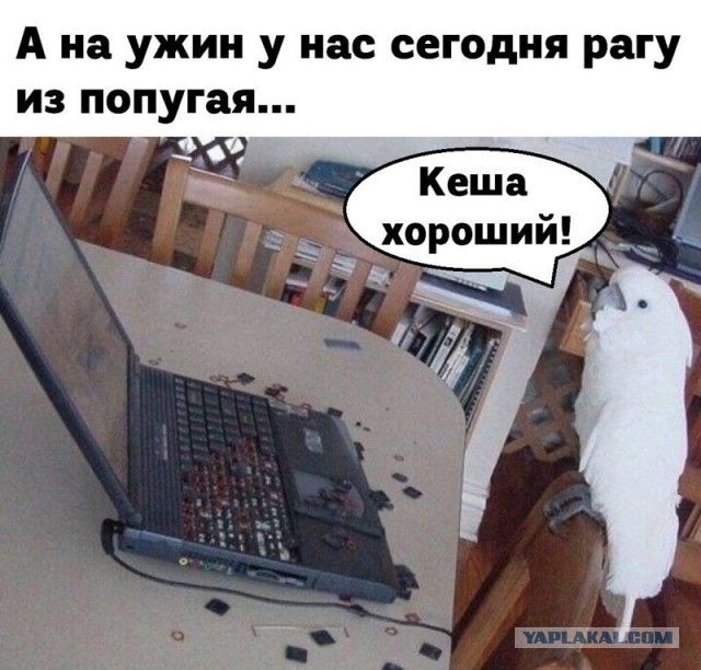 Аллергия на букву Z