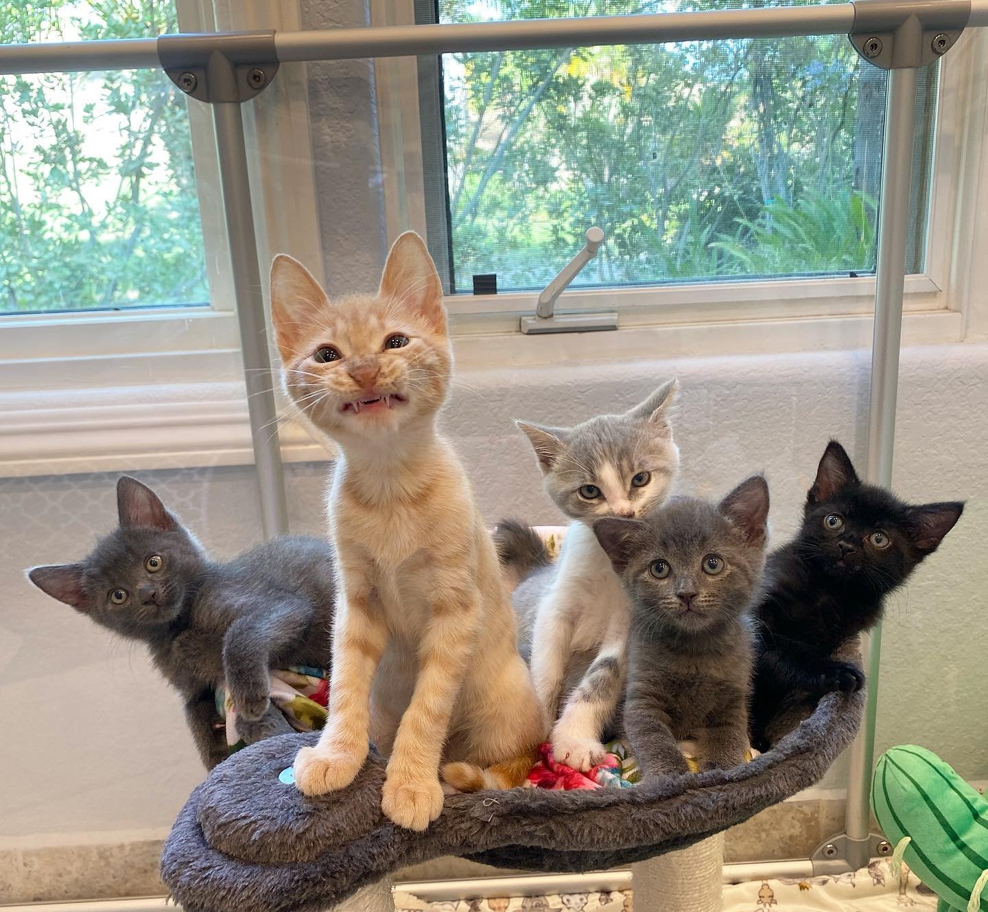 Смешные фотки 3 кота