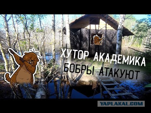 Бобёр дракон
